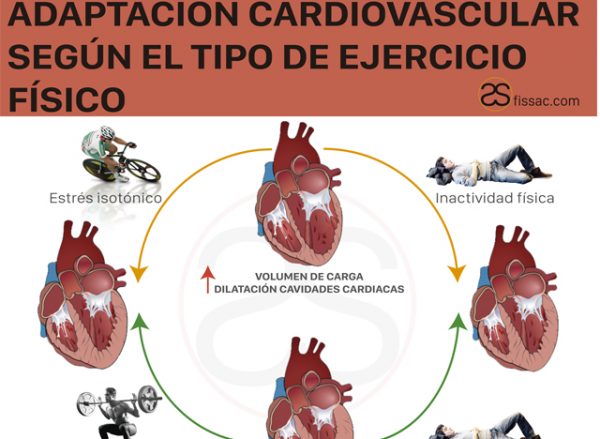 Fissac Adaptaciones Cardiovasculares Entrenamiento Fissac 5854