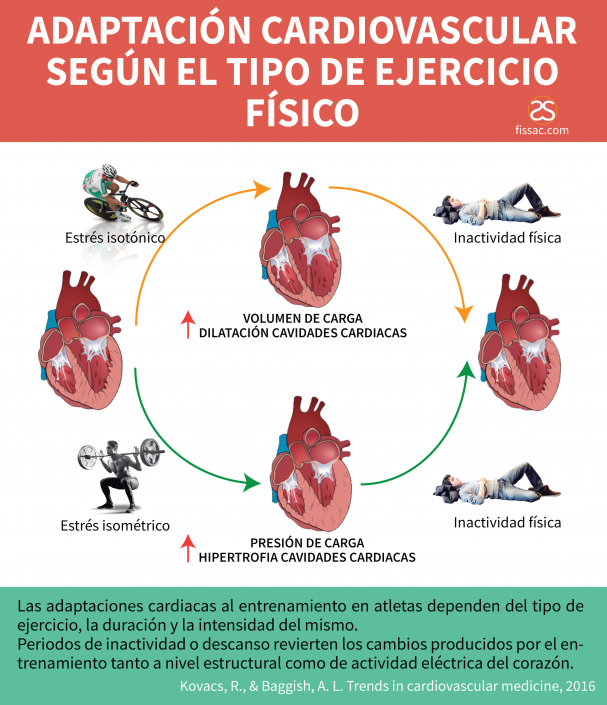Adaptación Cardiovascular Según El Tipo De Ejercicio Físico 6832