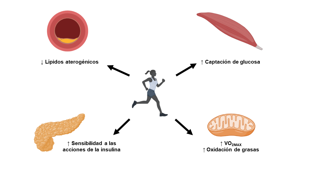 FIG 2 Statins And Exercise L A Fissac fig-2-statins-and-exercise-l-a-fissac