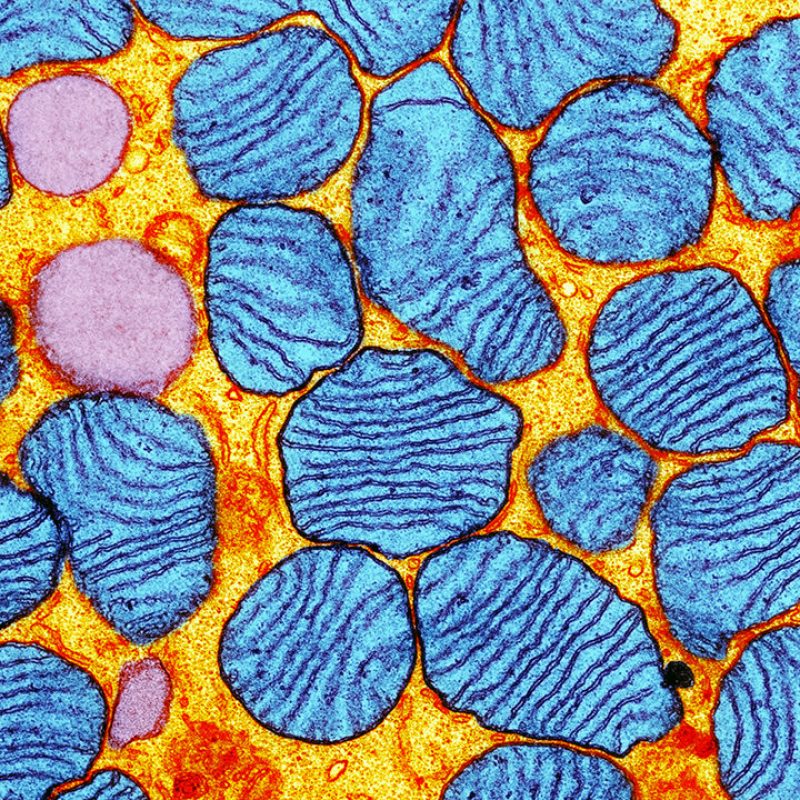 Mitochondria. Colored transmission electron micrograph (TEM) of mitochondria (blue) in an adipocyte (fat cell). Mitochondria are a type of organelle found in the cytoplasm of eukaryotic cells. They oxidize sugars and fats to produce energy in a process called respiration. A mitochondrion has two membranes, a smooth outer membrane and a folded inner membrane. The folds of the inner membrane are called cristae, and it is here that the chemical reactions to produce energy take place. Magnification: x20,000 when printed at 10 centimeters wide.