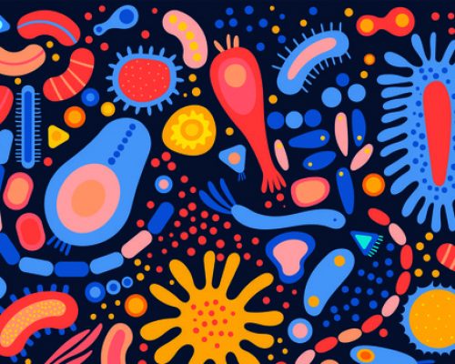 fissac_microbiota